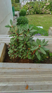 Photo de galerie - Plantation d'un rhododendron 