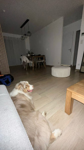 Photo de galerie - Garde berger australien 