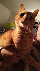 Photo de galerie - Garde chat