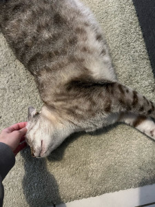 Photo de galerie - Garde d’animaux  