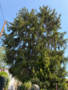 Photo de galerie - Elagage et coupe d'arbres