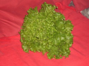 Photo de galerie - Batavia de mon jardin