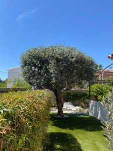 Photo de galerie - Taille de haies et d'arbustes