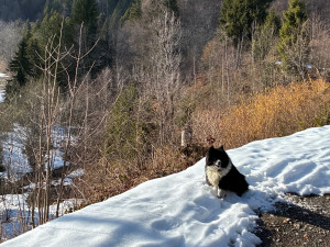 Photo de galerie - Garde chien