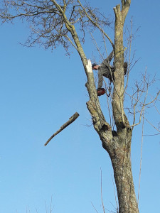 Photo de galerie - Démontage frênes