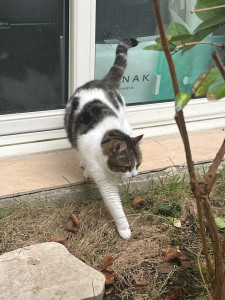 Photo de galerie - Garde chat