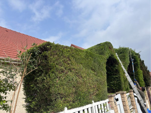 Photo de galerie - Taille de haie en arc 