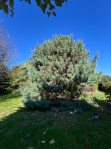 Photo de galerie - Avant taille de nettoyage 