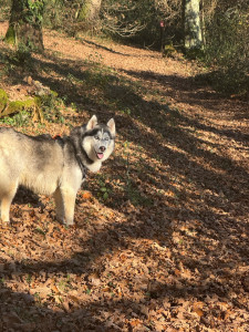 Photo de galerie - Sortie en forêt 