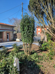 Photo de galerie - Taille troène colonnaire 