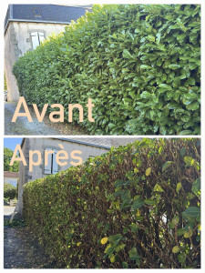 Photo de galerie - Taillage de haie avant après 