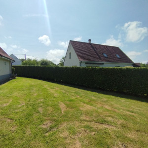 Photo de galerie - Taille de laurier Palme avec ramassage et évacuation des déchets verts.