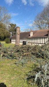 Photo de galerie - Abattage d’un sedre 