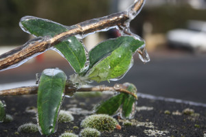 Photo de galerie - J'adore faire de la macro photo