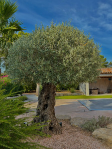 Photo de galerie - Coupe d’un Olivier dans le style méditerranéen 