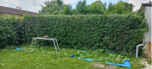 Photo de galerie - Taille de haies et d'arbustes