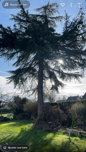 Photo de galerie - Elagage et coupe d'arbres