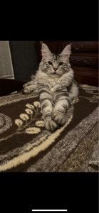 Photo de galerie - Garde chat