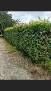 Photo de galerie - Taille de haies et d'arbustes