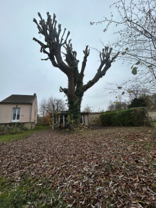 Photo de galerie - Elagage et coupe d'arbres