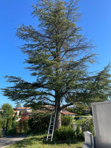 Photo de galerie - Elagage et coupe d'arbres