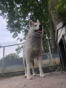 Photo de galerie - élevage de Husky : mise bas, éducation, nourriture, garde, toiletage