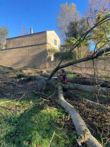 Photo de galerie - Abattage et nettoyage d’un grand peuplier malade 