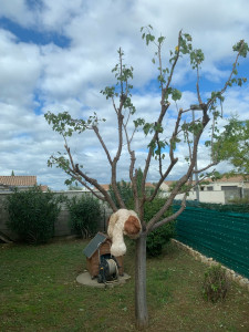 Photo de galerie - Elagage et coupe d'arbres