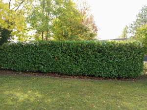 Photo de galerie - Taille de haies et d'arbustes