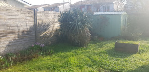 Photo de galerie - Taille de haies et d'arbustes