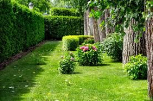 Photo de galerie - Jardin entretien