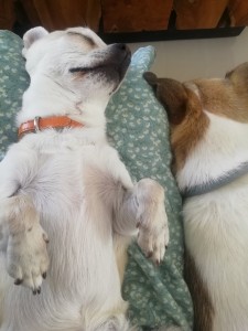 Photo de galerie - Garde chien