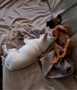Photo de galerie - Garde de deux Chihuahuas 