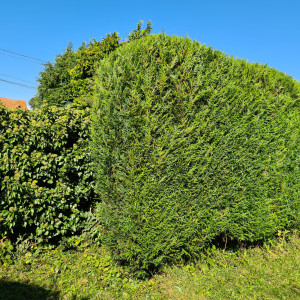 Photo de galerie - Taille de haies et d'arbustes