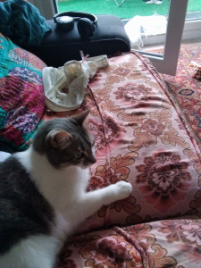 Photo de galerie - J'allais m'occupée d'un chat chez la  personne n'habitant pas loing de chez moi. 