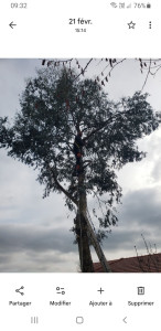 Photo de galerie - Démontage et abattage de 2 arbres de plus de 15m de haut 