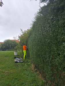 Photo de galerie - Taille haie 