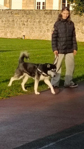 Photo de galerie - Maya, Husky de 4 ans