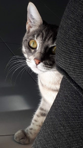 Photo de galerie - Akira, chaton très joueur avec qui j'ai adoré faire des parties de cache-cache