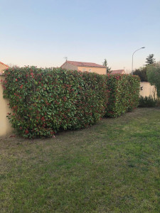 Photo de galerie - Elagage et coupe d'arbres