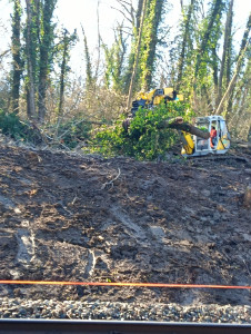 Photo de galerie - Elagage et coupe d'arbres