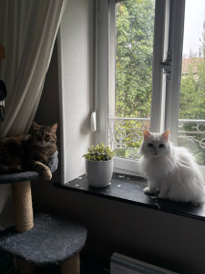 Photo de galerie - Garde chat