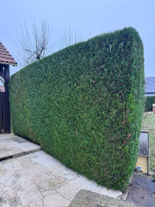 Photo de galerie - Taille d’une haie, éligible au crédit d’impôt 