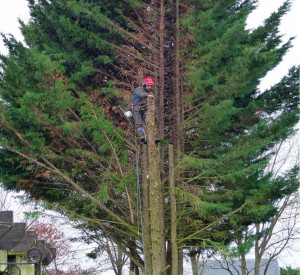 Photo de galerie - Elagage et coupe d'arbres