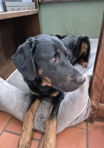 Photo de galerie - Garde chien
