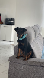 Photo de galerie - Astro ( chien de mes parents ) 