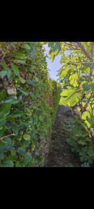 Photo de galerie - Jardinier