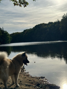 Photo de galerie - Mon Loulou au lac 