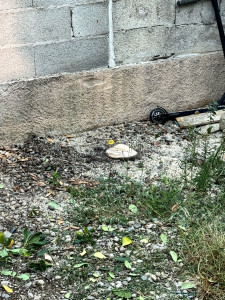 Photo de galerie - Elagage et coupe d'arbres