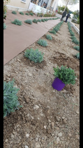 Photo de galerie - Plantation mixte (massif)

Aromatiques et jeunes arbustes en guise de haie dans le futur.